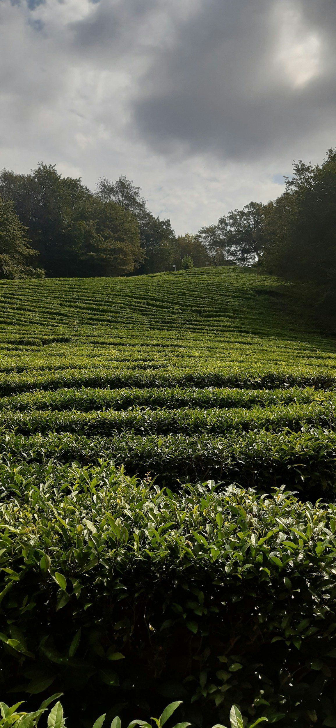 Green tea plantation with rows of tea bushes on a hill under a cloudy sky.