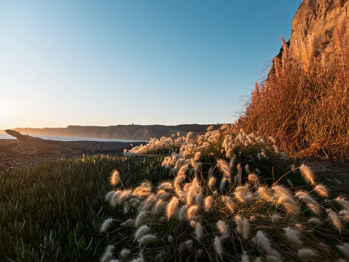 Sunset over a coastal cliff with tall grasses and plants in the foreground and a distant shoreline.