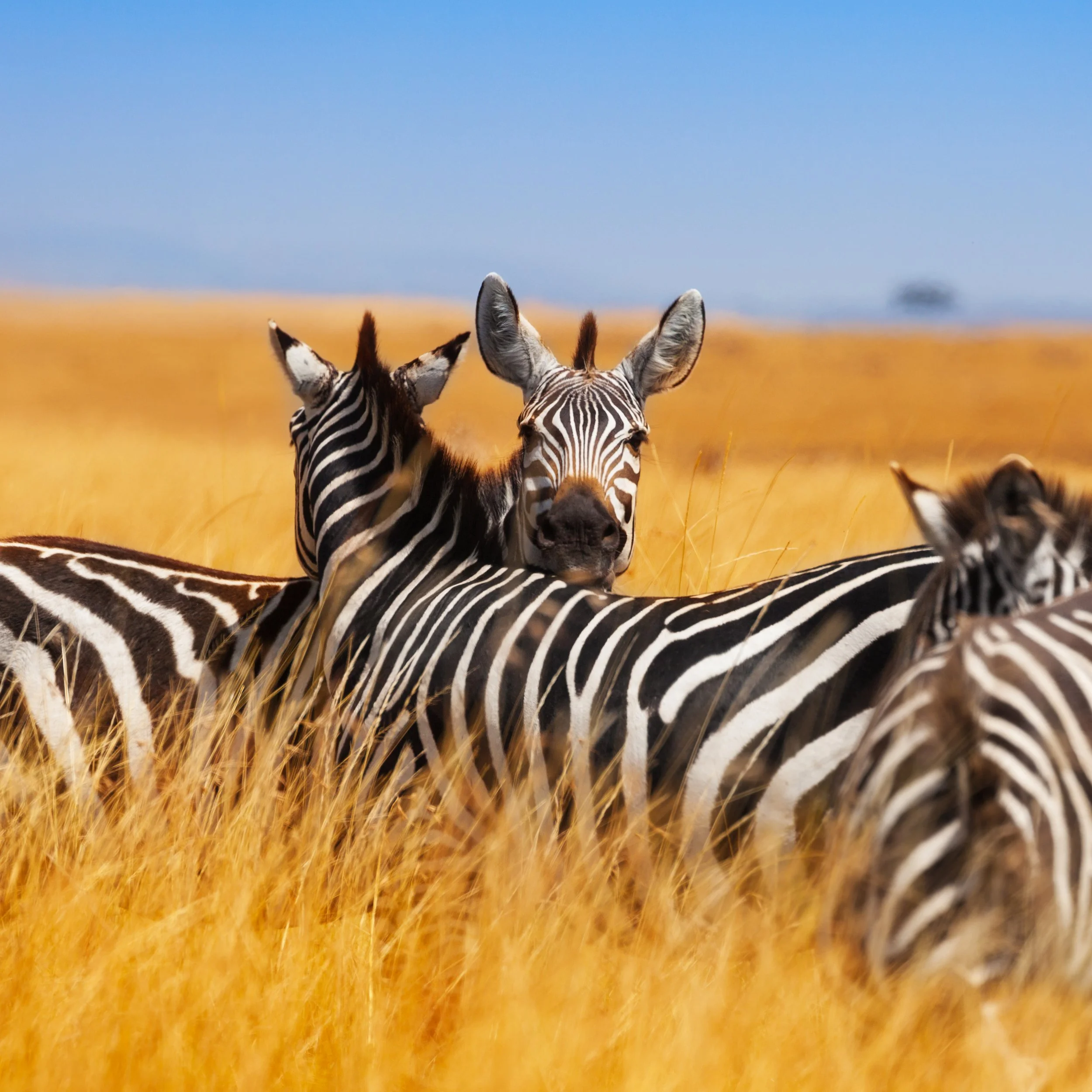 Senior Safari — Take the Journey You’ve Always Dreamed of