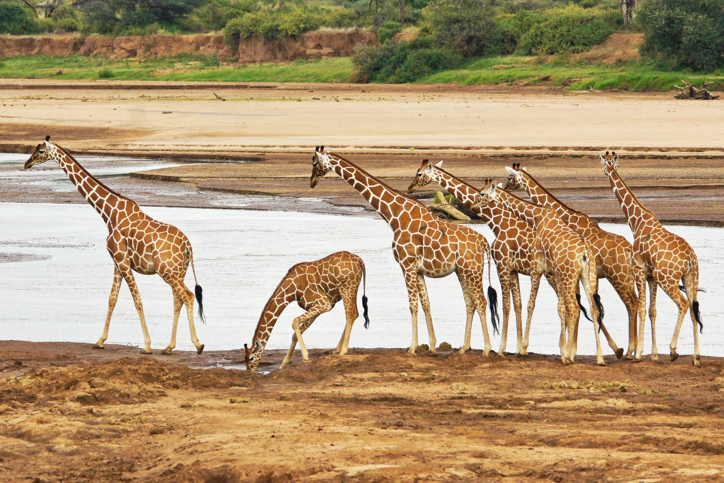 Reticulated Giraffes Samburu National Reserve Kenya Day 5