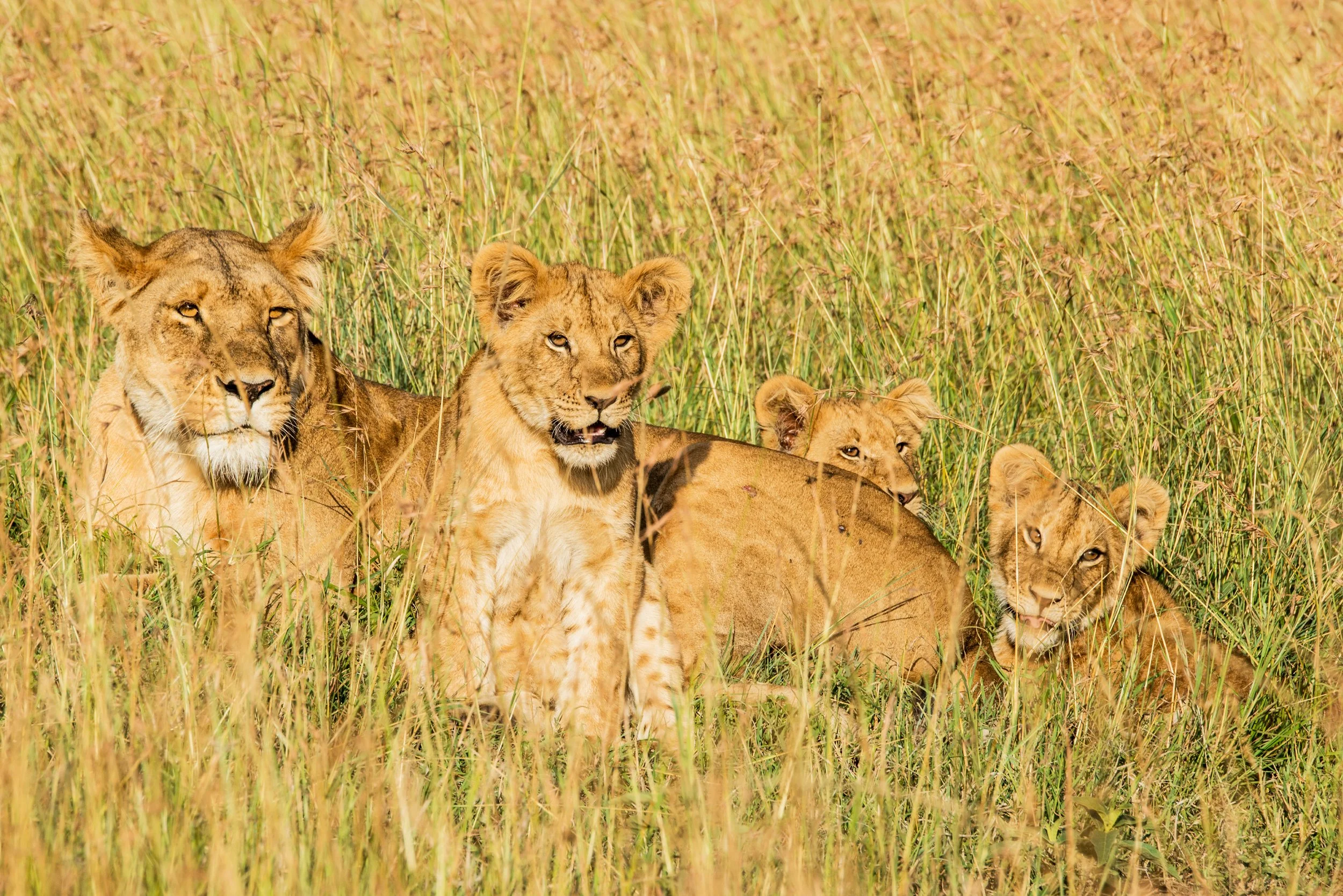 Masaai Mara Lioness with Cubs Day 9