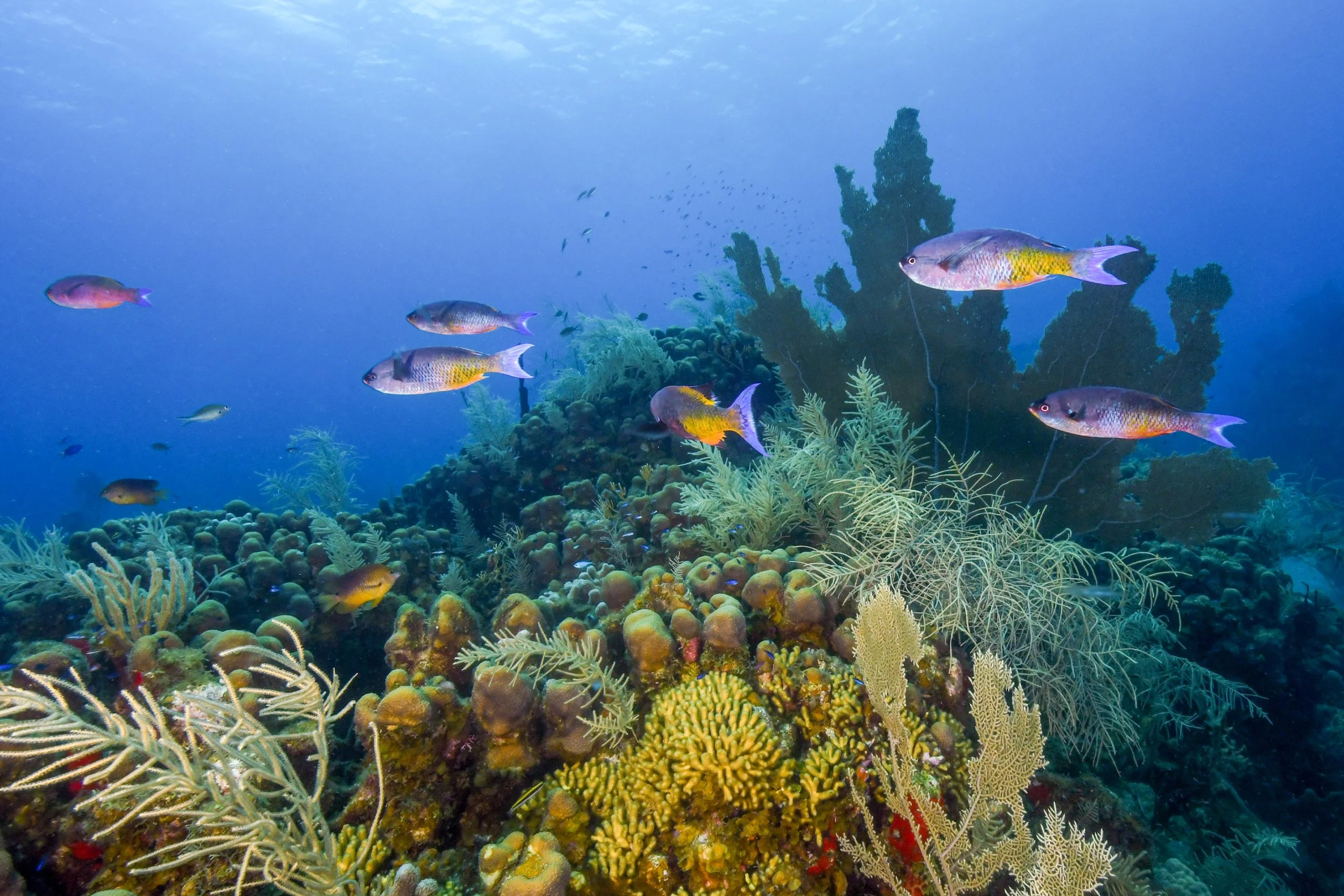 Snorkeling at Norman Island, Day 4