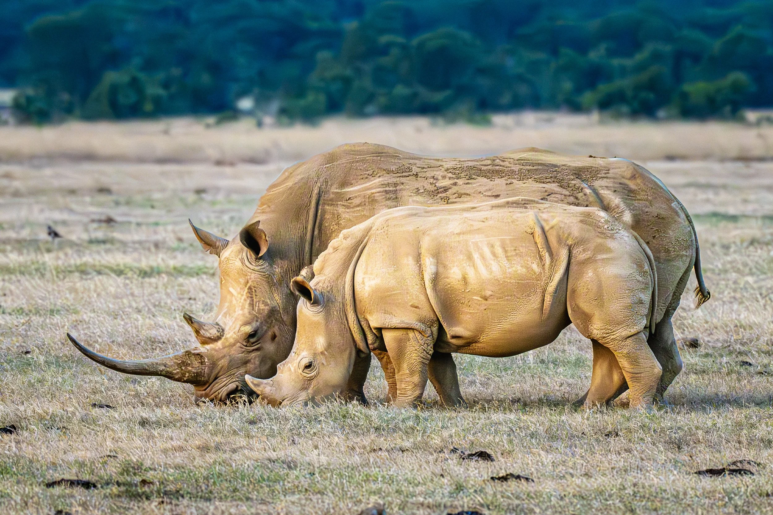Northern White Rhinoceros Day 7