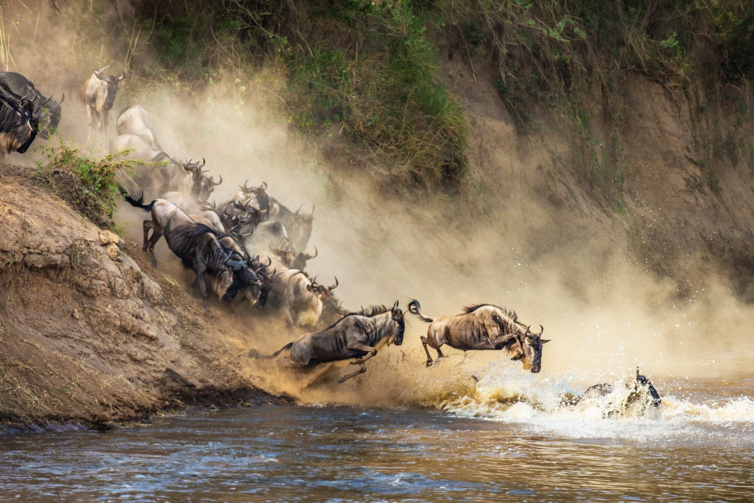 Masaai Mara Wildebeests River Crossing during the Great Migration Day 10