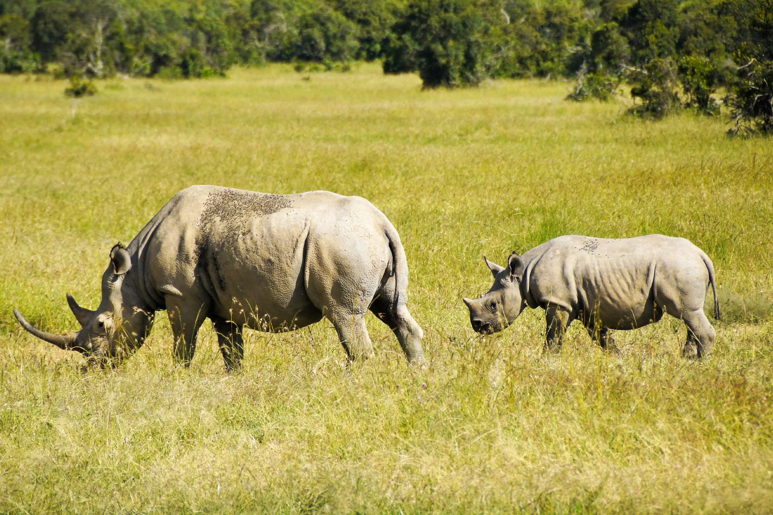 Black Rhinoceros Ol Pejeta Conservancy Kenya Day 6