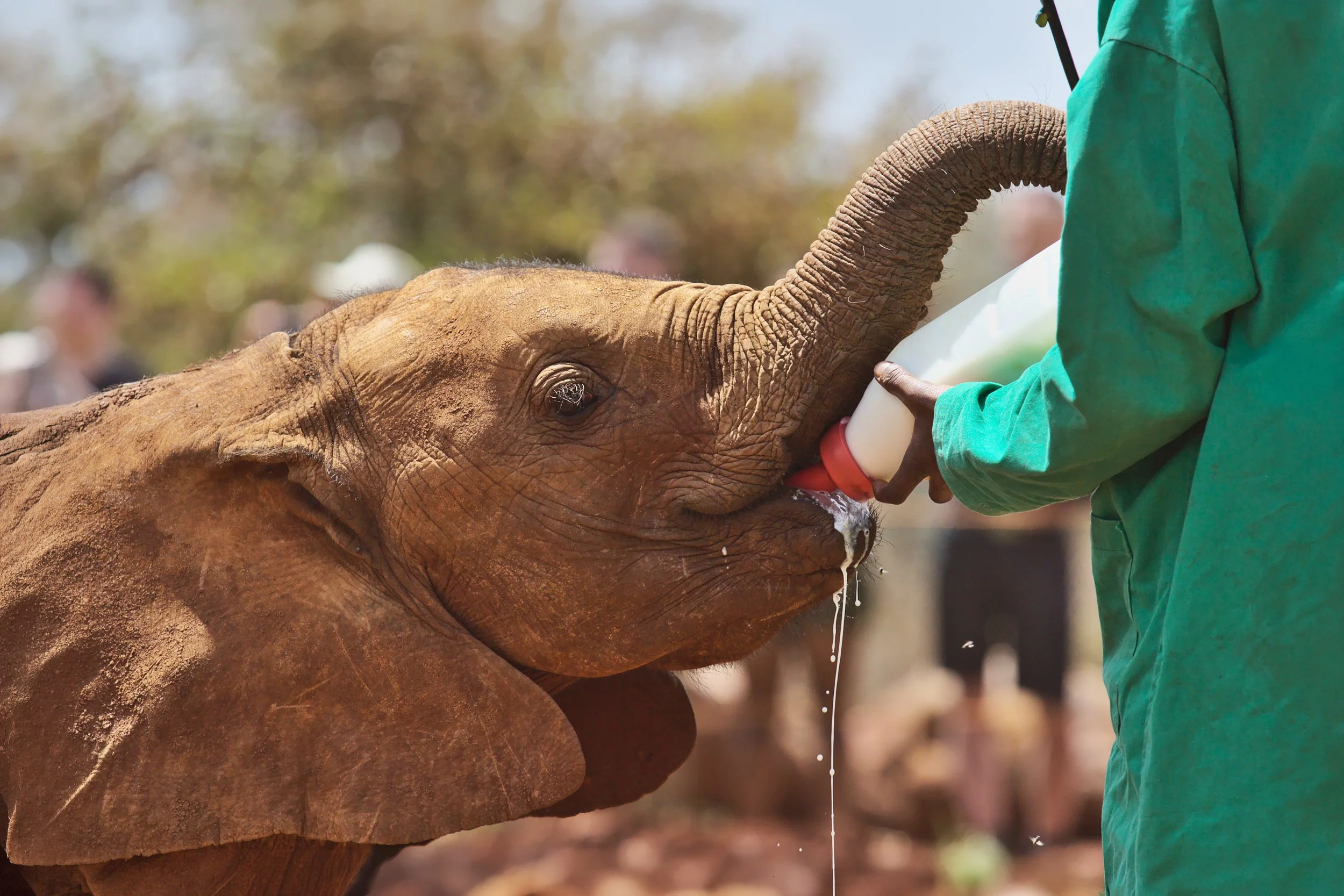 David Sheldrick Elephant Orphanage Nairobi Day 2