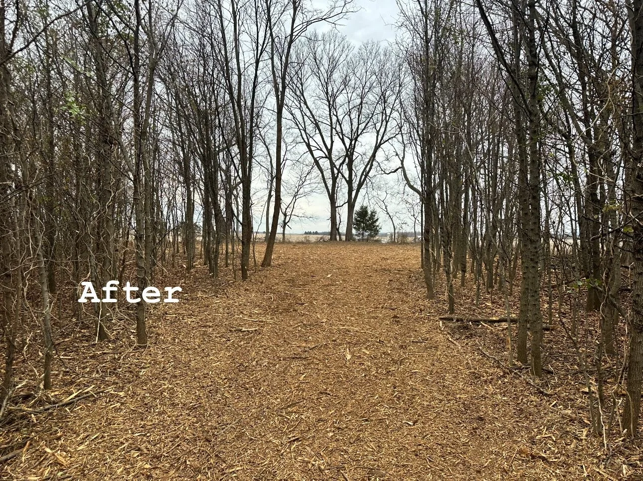 A cleared dirt pathway through a leafless forest with trees on either side, leading to an open area with more trees in the distance.