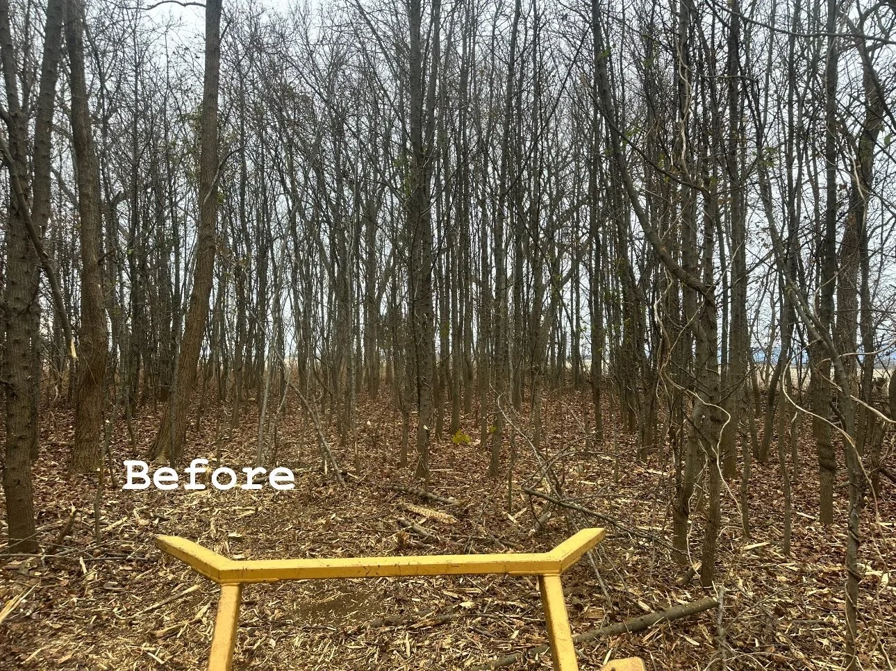 A wooded area with many leafless trees and a yellow wooden fence in the foreground, with the word 'Before' written on the image.