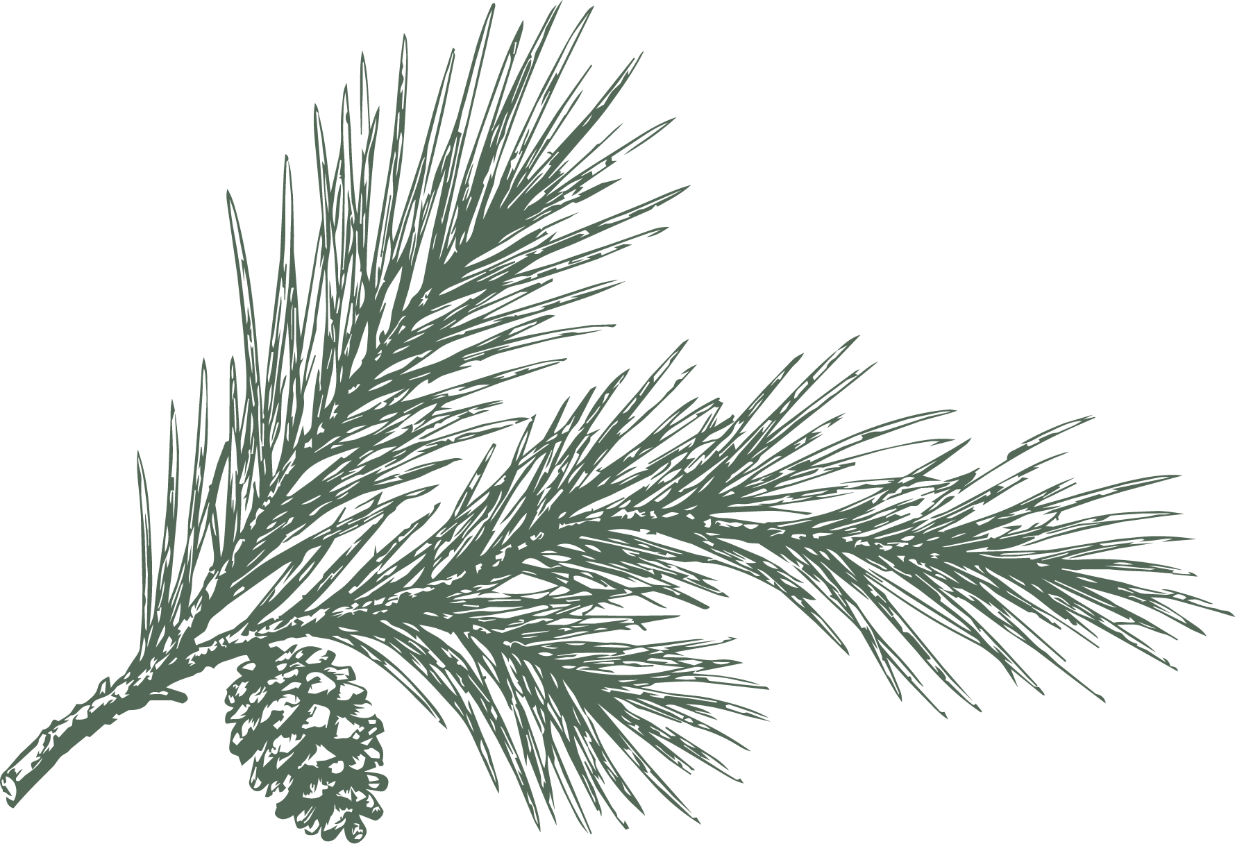 Illustration of a pine tree branch with pinecones and needles.