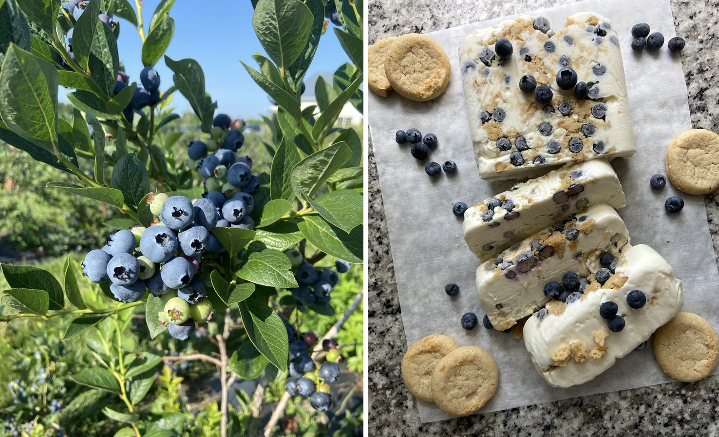 Split image of a blueberry bush with ripe blueberries and a blueberry lemon cookie icebox cake