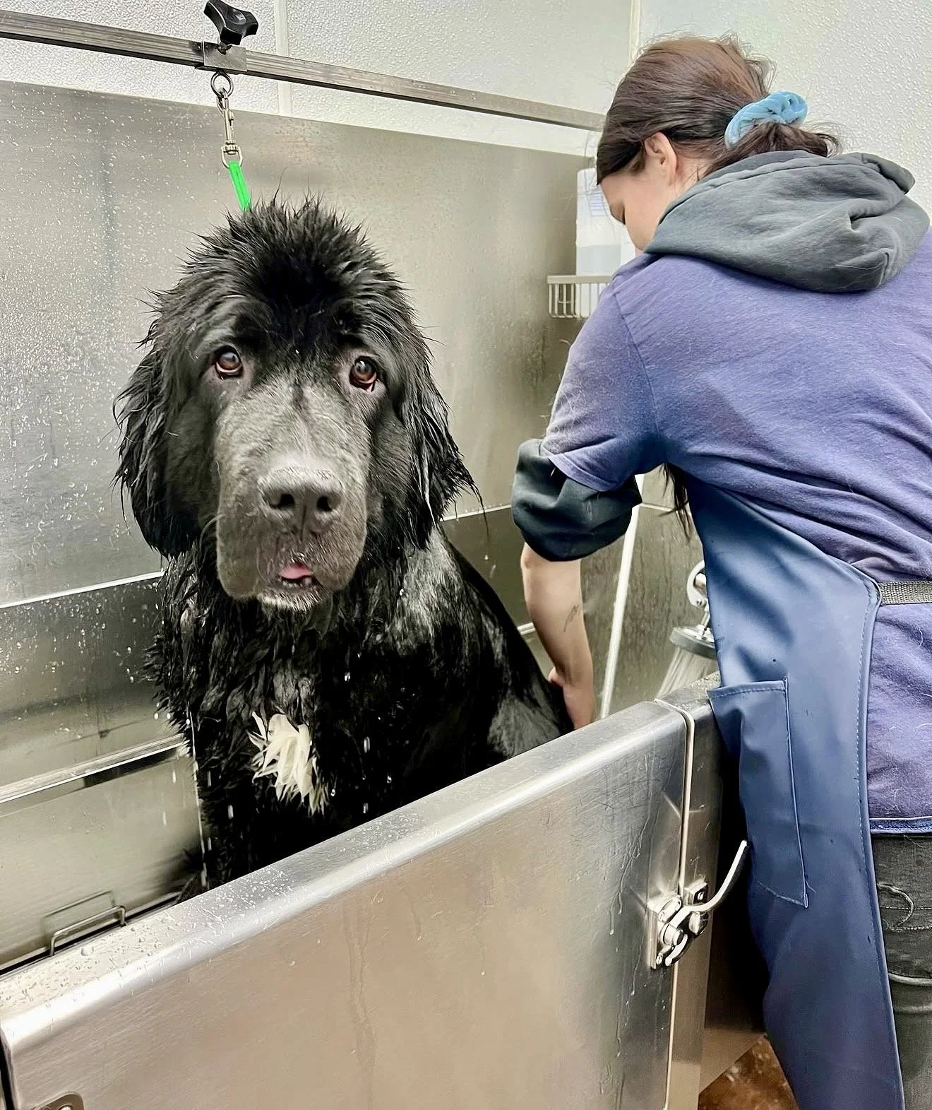 Two dogs lying on green artificial turf in a fenced outdoor area, with a blue tarp and trees in the background.