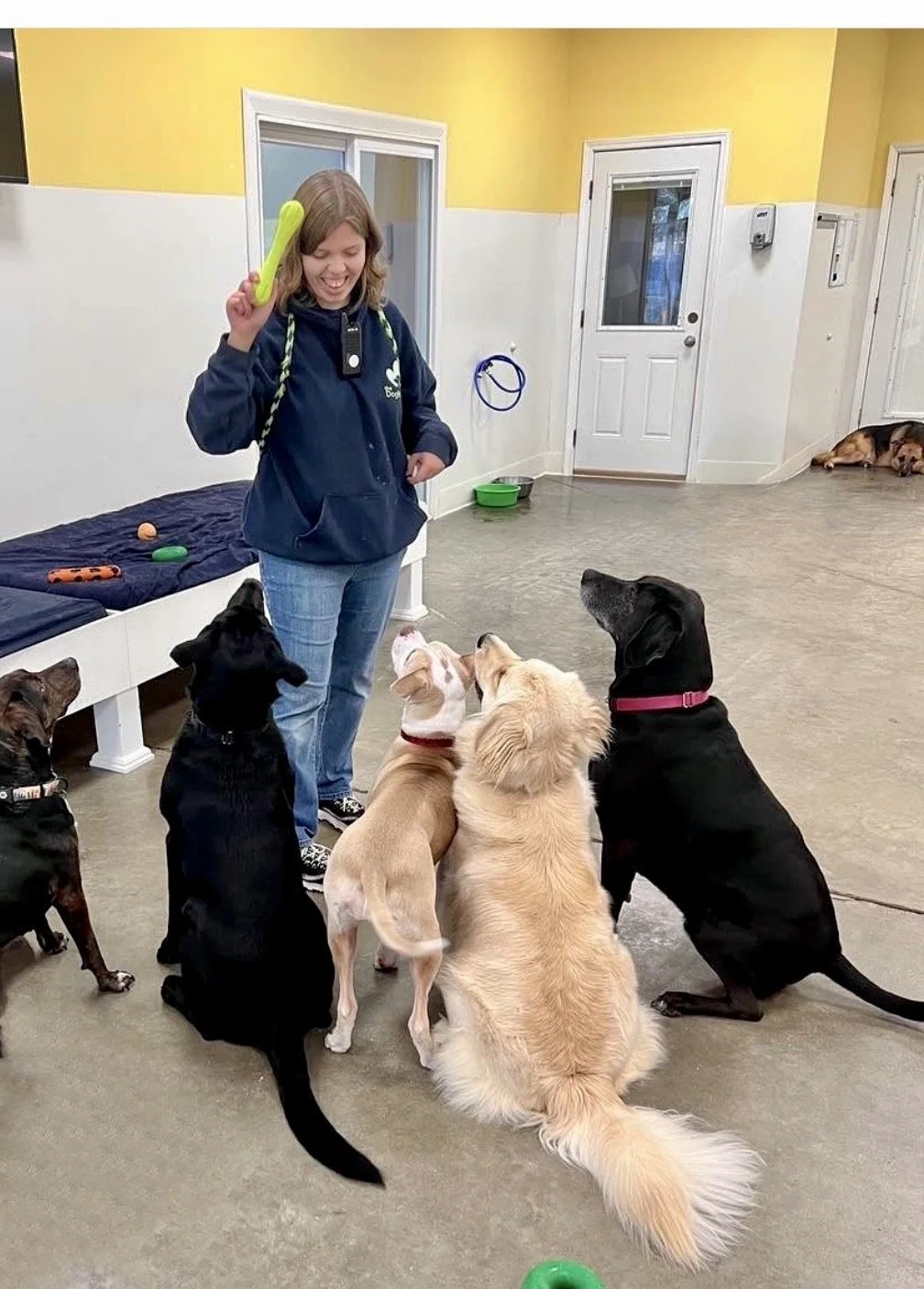 Two dogs, one white and curly and the other brown with pointy ears, interacting in a grassy area near a fence.