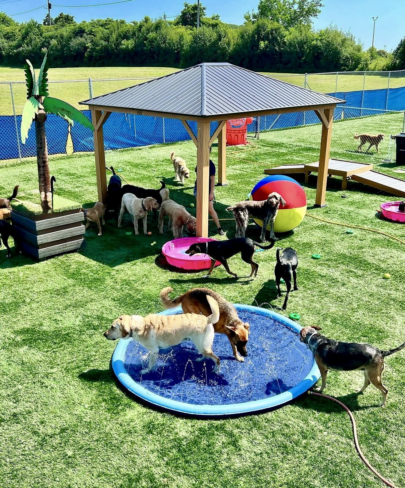 Multiple dogs playing and socializing in a fenced outdoor dog park with a small pavilion, a ball, a kiddie pool, and various toys on a sunny day.
