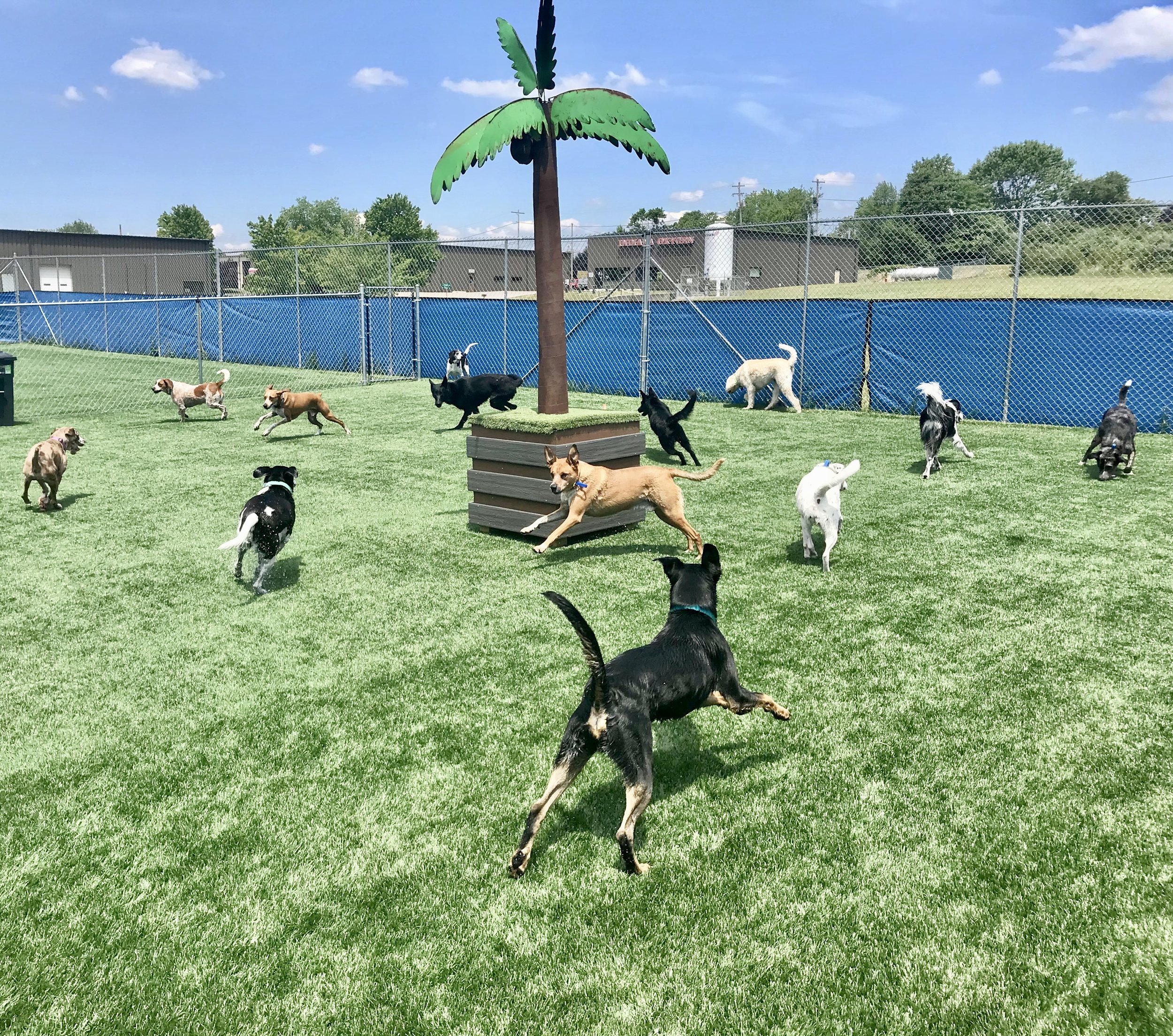 Several dogs playing on a grassy field with a large fake palm tree and blue fencing in the background.