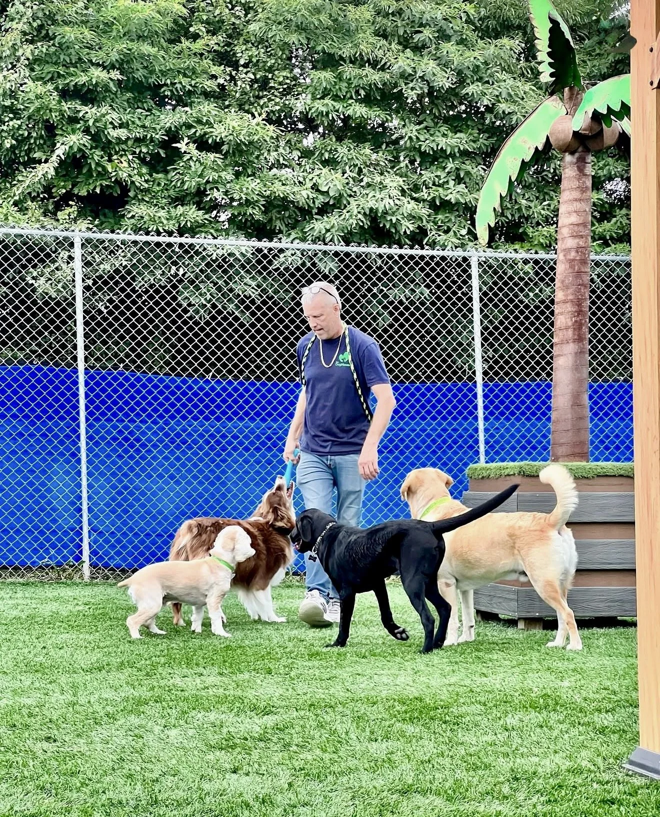 A man in a blue shirt and jeans with a dog leash standing on green grass in a dog park, surrounded by four dogs of different breeds, with a chain-link fence and trees in the background.