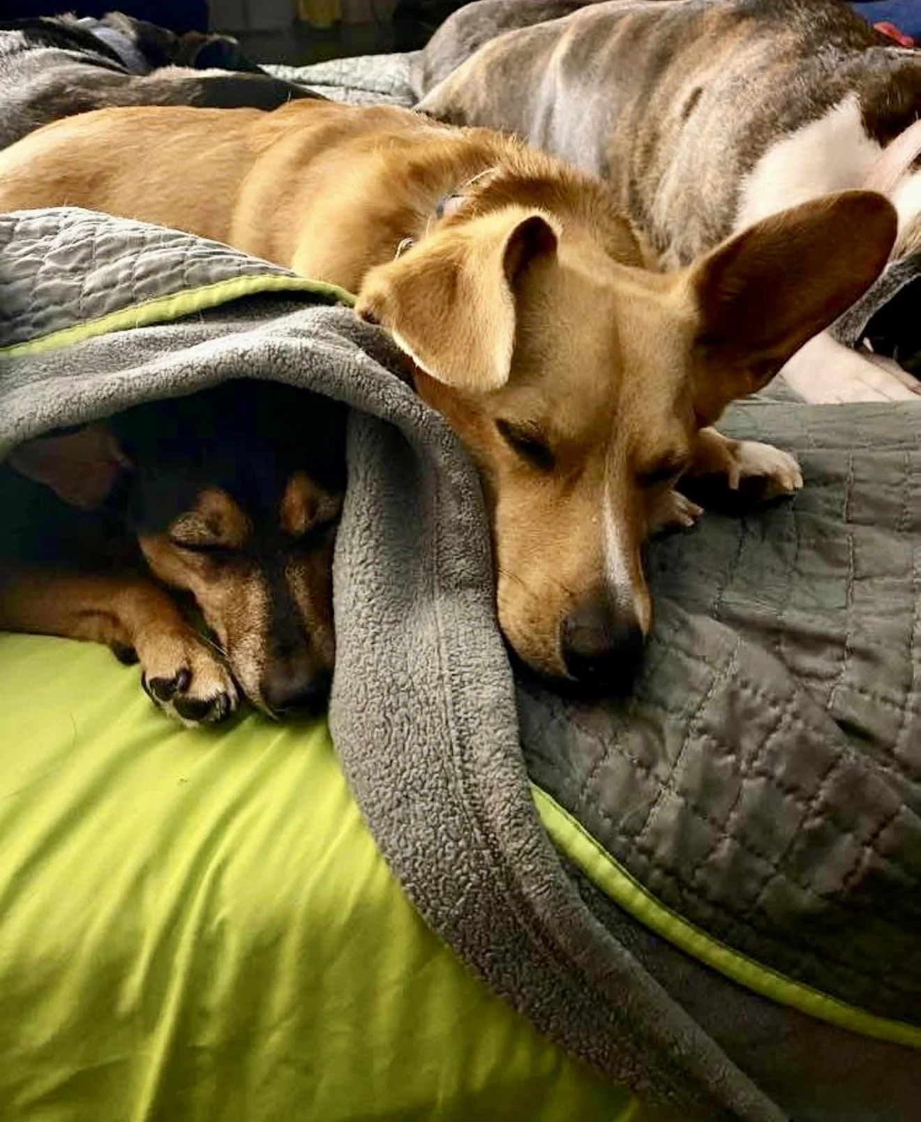A golden retriever puppy lying on a floral cushion, resting its head and eyes closed.