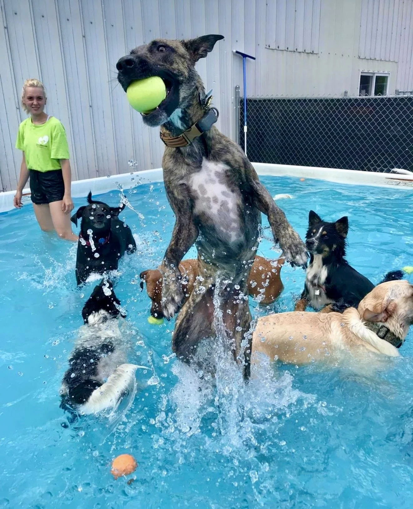 Group of dogs playing in a swimming pool with a woman.