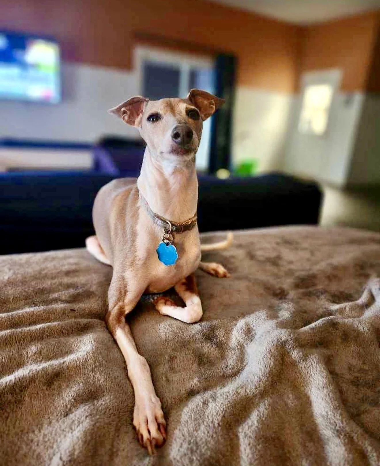 A tan and white dog with a blue bone-shaped tag on its collar, sitting on a bed with a brown blanket, indoors in a living room.