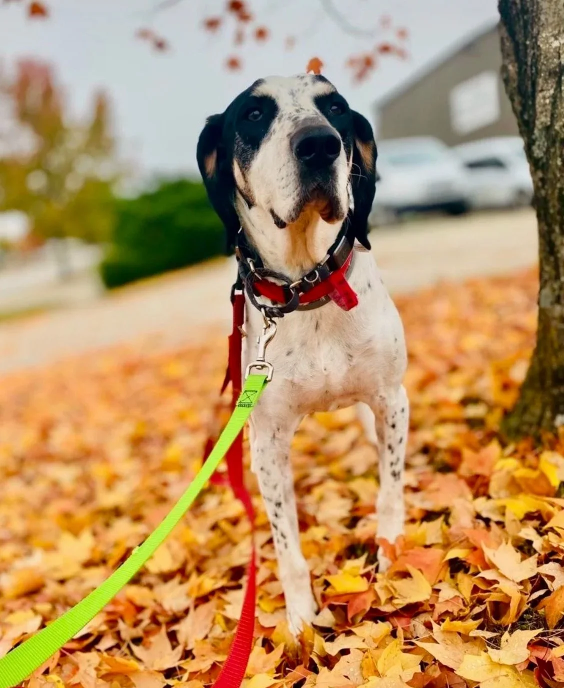 Golden retriever puppy winking at a bone-shaped dog treat with sunshine and rainbow design.