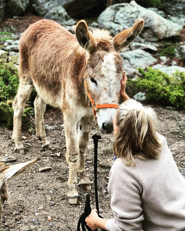 Person with blonde hair petting a donkey's face outdoors on rocky terrain with green plants in the background.