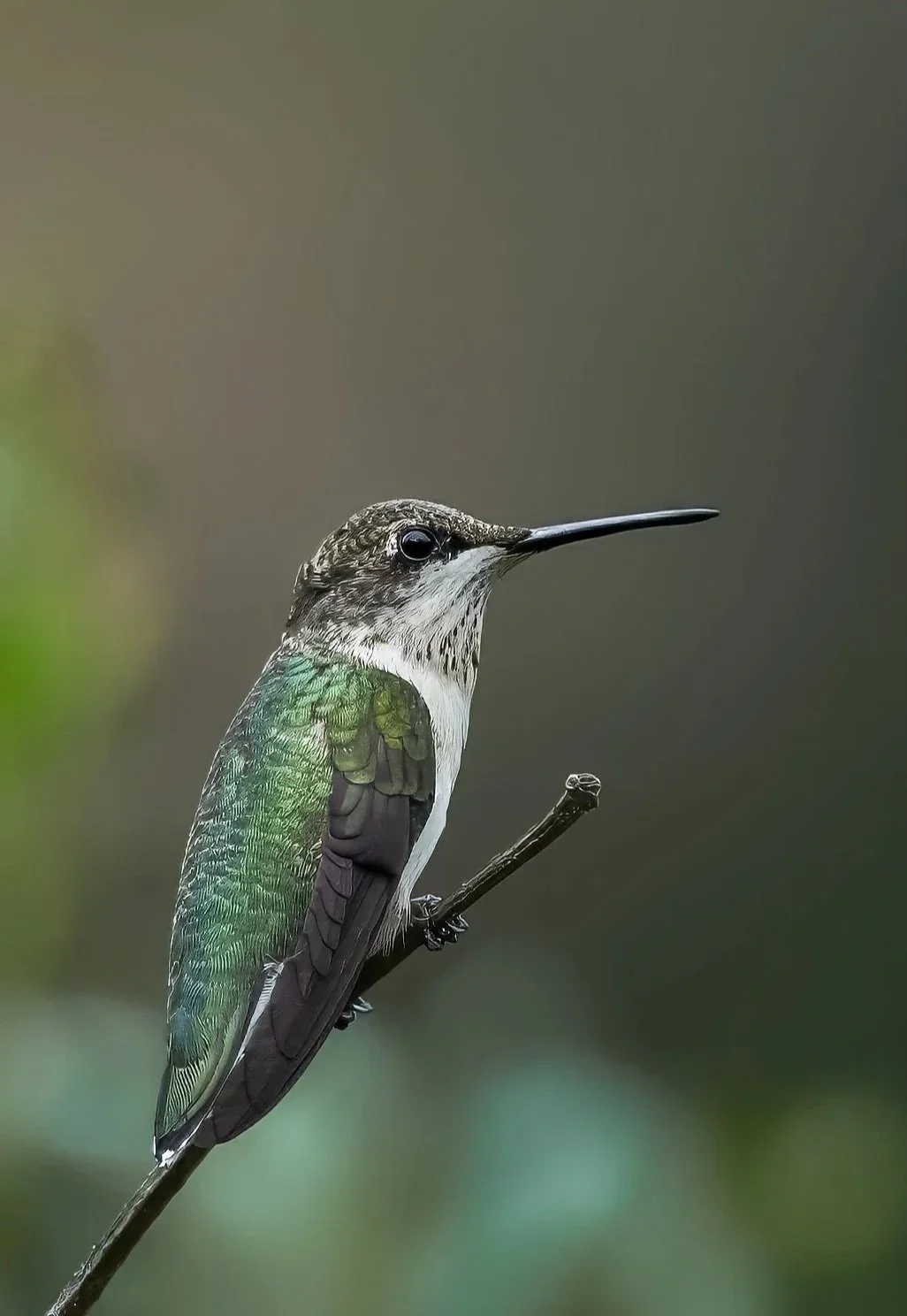 Reflections with Birds - Parents &amp; Kids Ages 4-10 (family friendly)