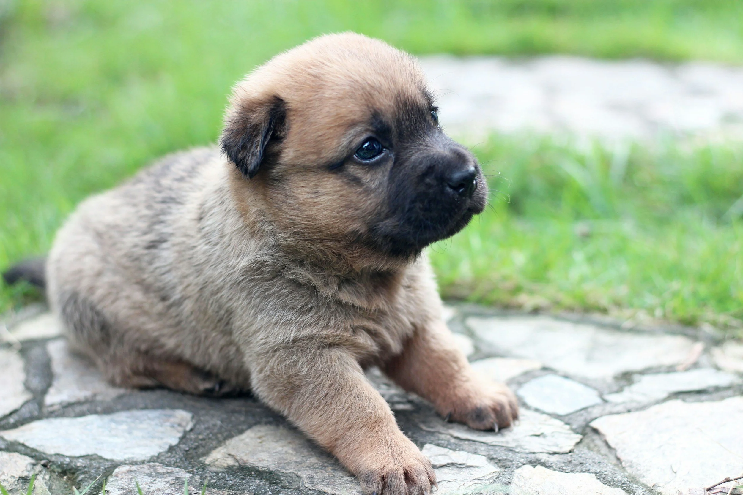 L’apprentissage de la propreté chez le chiot : une étape de développement, pas un dressage
