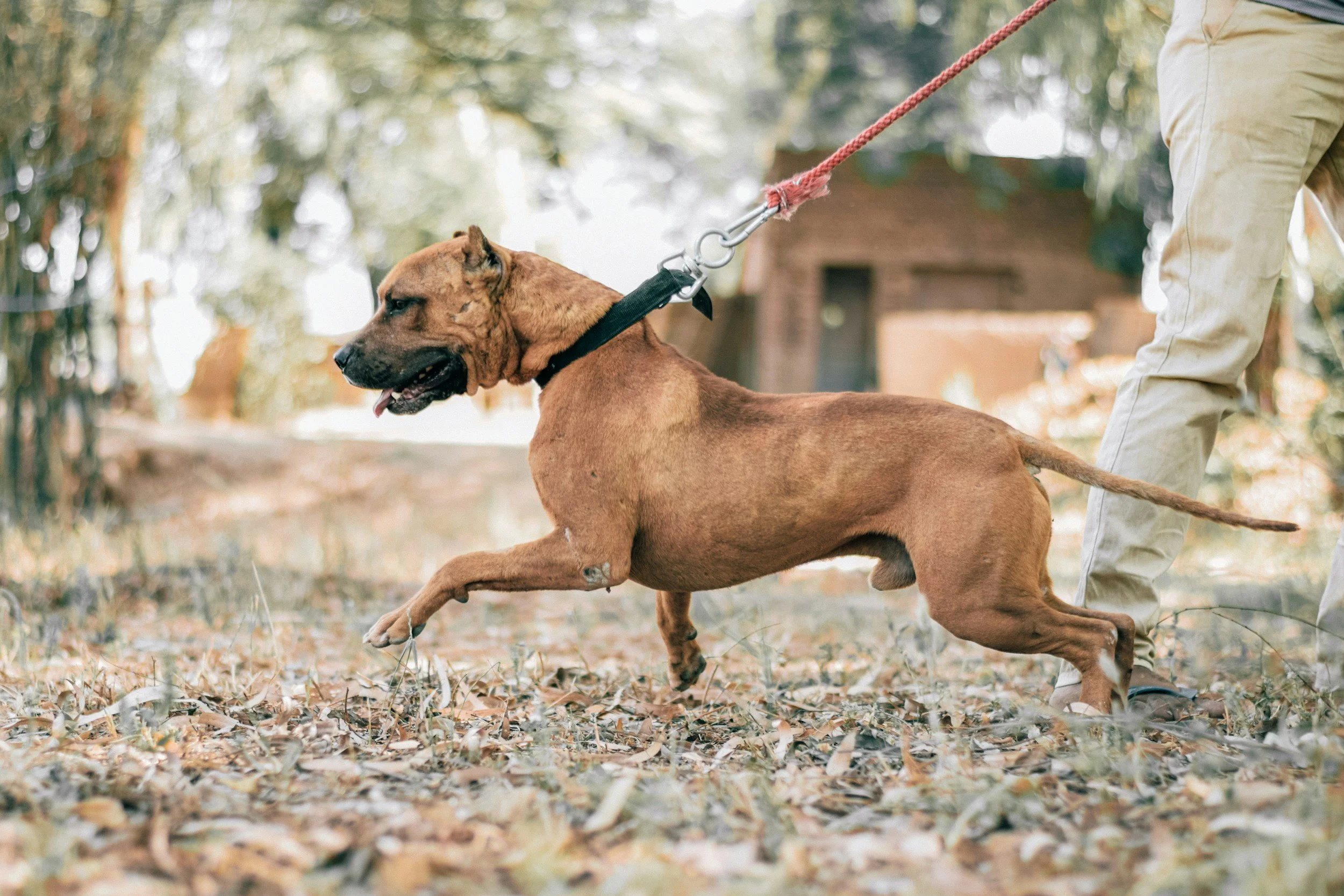 Mon chien tire en laisse : comment l’aider à marcher calmement ?