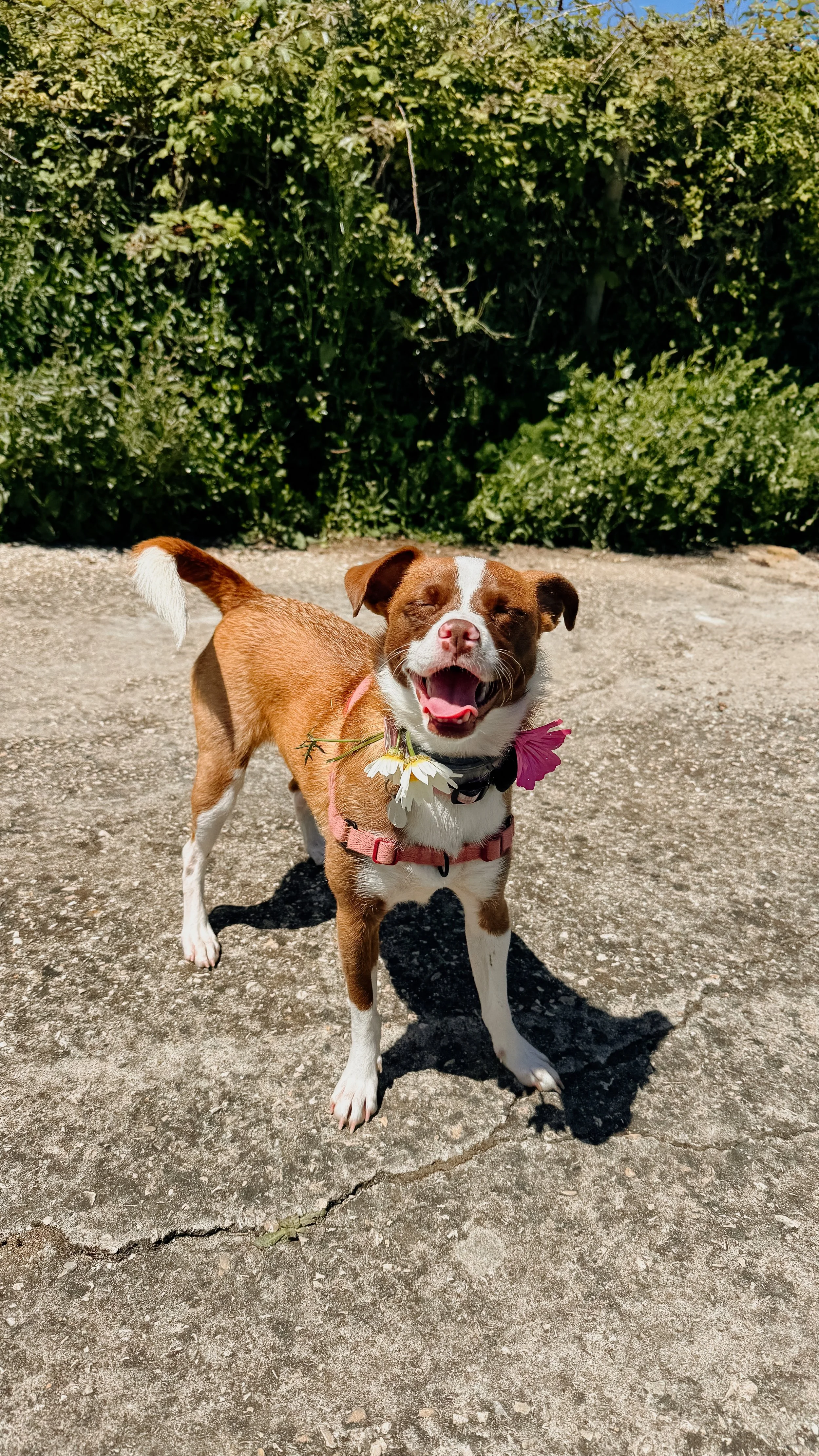 Brown and white dog smiling with eyes closed on the street, with a background of green bushes.
