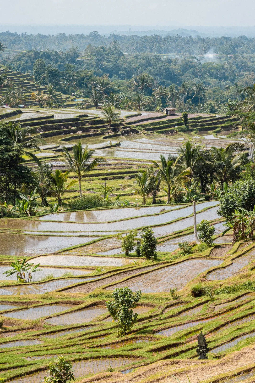 Terrasses de rizières en terrasses entourées de palmiers dans un paysage tropical avec des montagnes en arrière-plan.