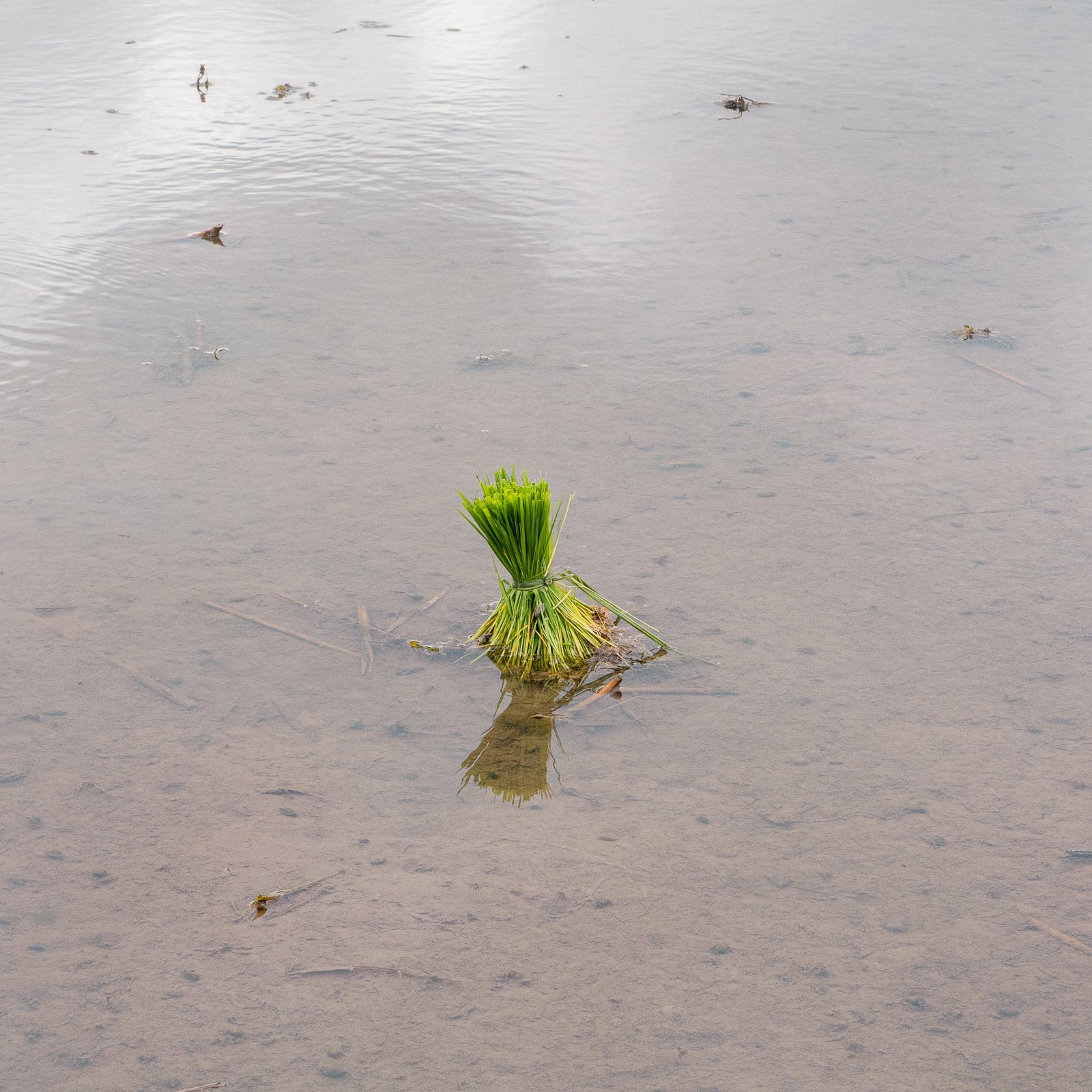 Un tas de riz vert placé dans l'eau, avec sa reflection visible à la surface.