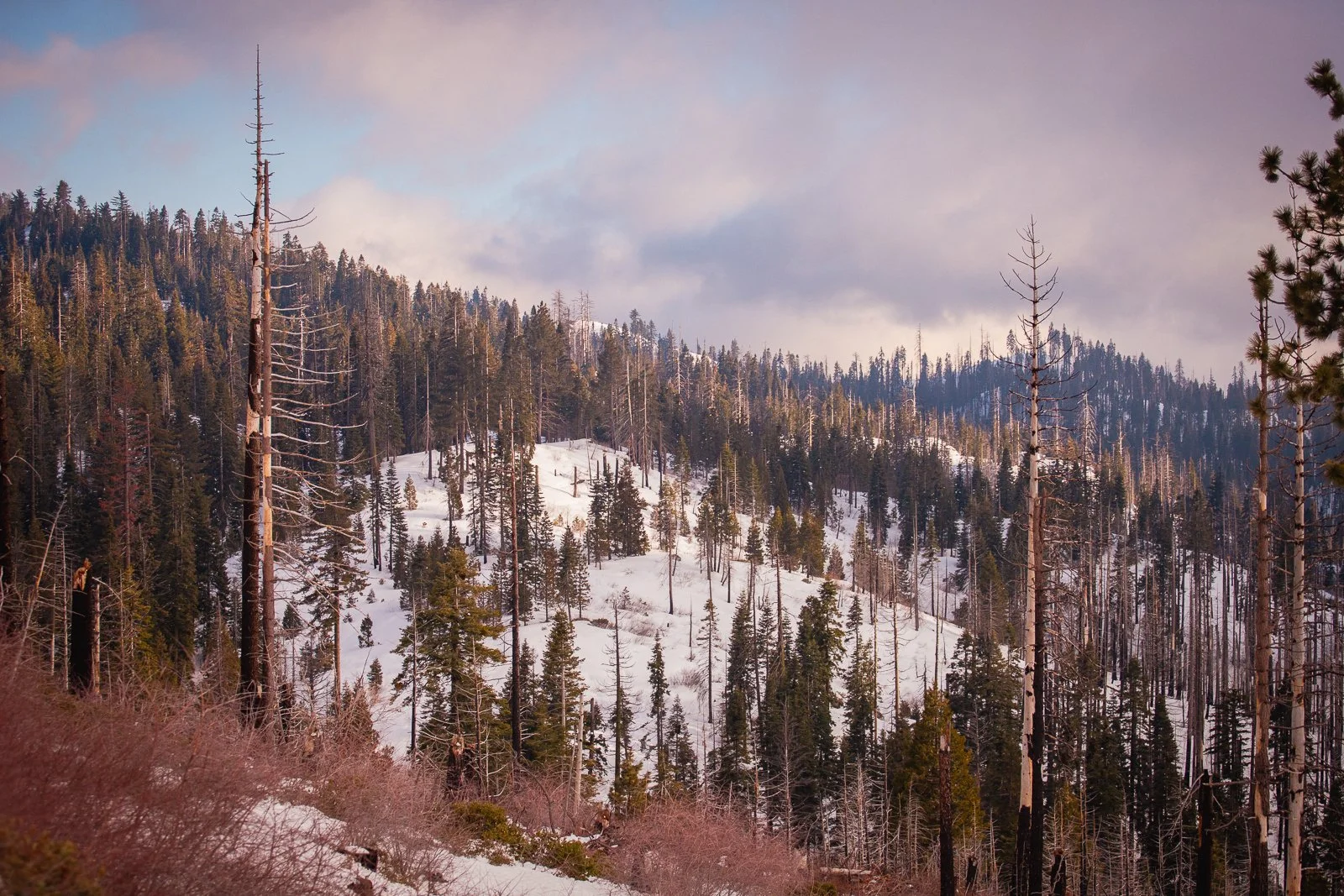 Forêt de pins et d'arbres morts couverts de neige sur une montagne, ciel nuageux