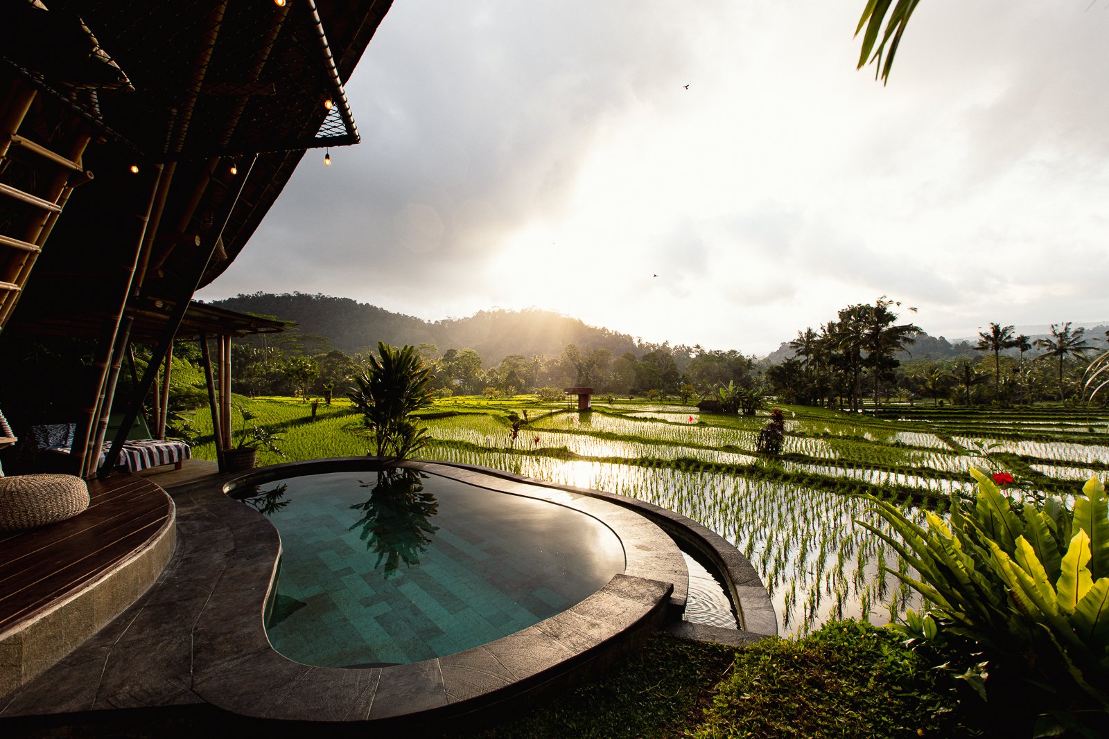 Vue d'une piscine avec vue sur des champs de rizière verts au coucher du soleil, entourée de plantes tropicales et de palmiers, avec une structure en bois de style balinais à gauche.