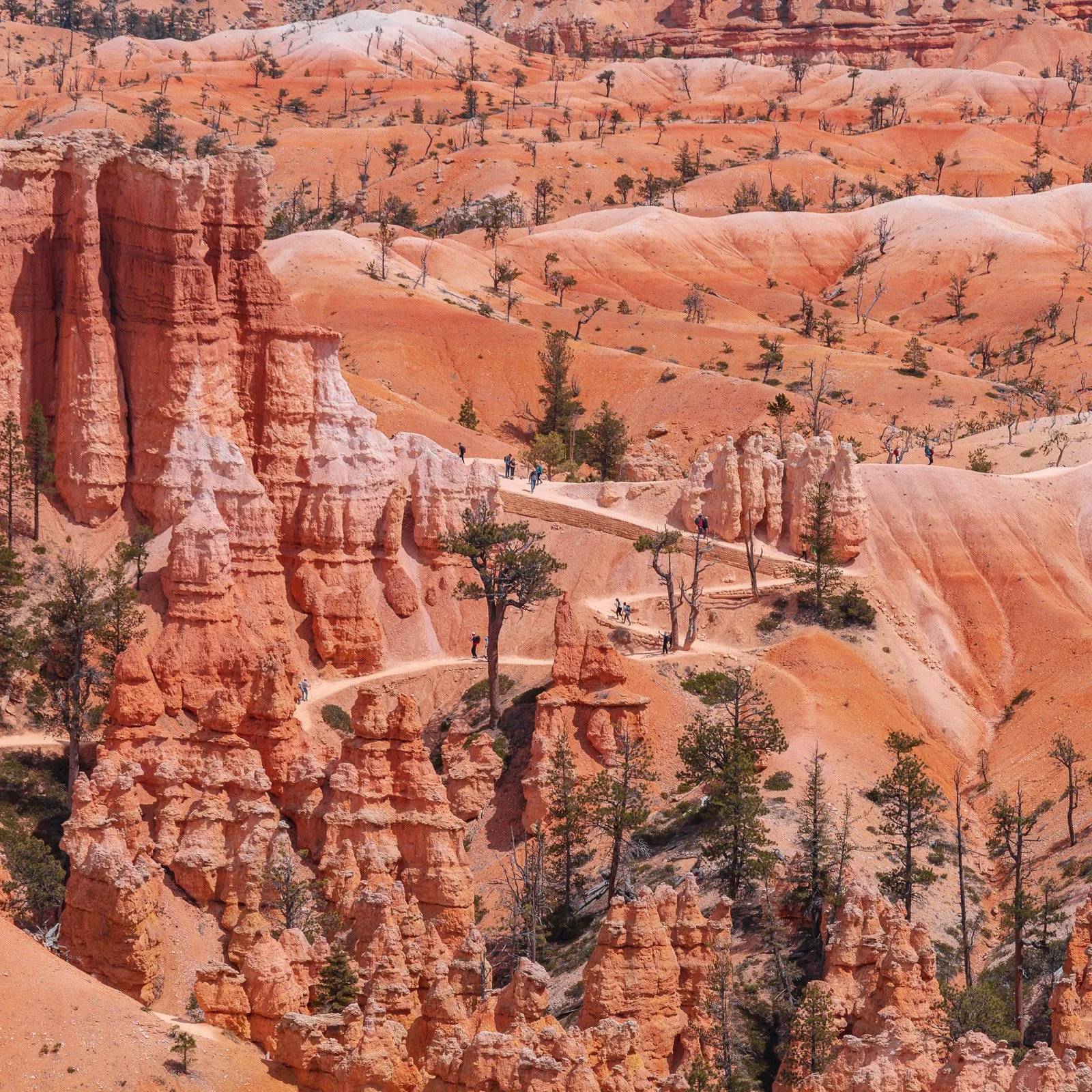Paysage désertique avec des formations rocheuses rouges et des arbres dispersés, quelques personnes marchant sur un sentier