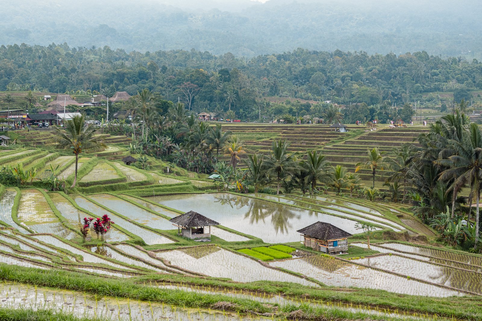 Terrasses de rizières verdoyantes avec de petites maisons en bau, entourées de palmiers, dans un paysage de montagne tropicale.