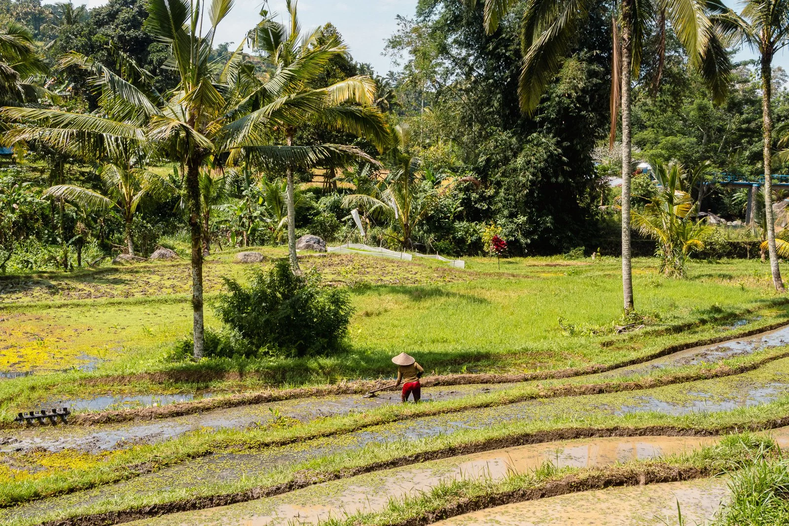 Agriculteur dans un champ verdoyant avec arbres tropicaux et bassins d'irrigation.