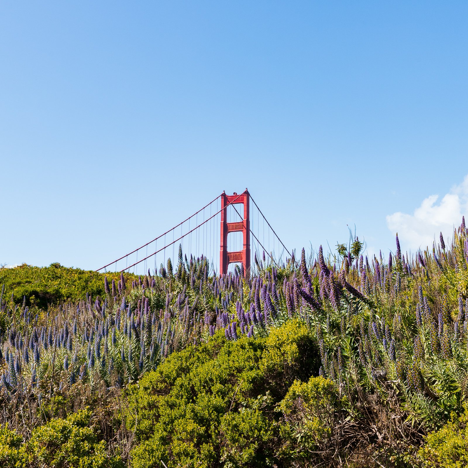 Le pont Golden Gate rouge visible au-dessus de champs de lavande en fleurs sous un ciel bleu clair.