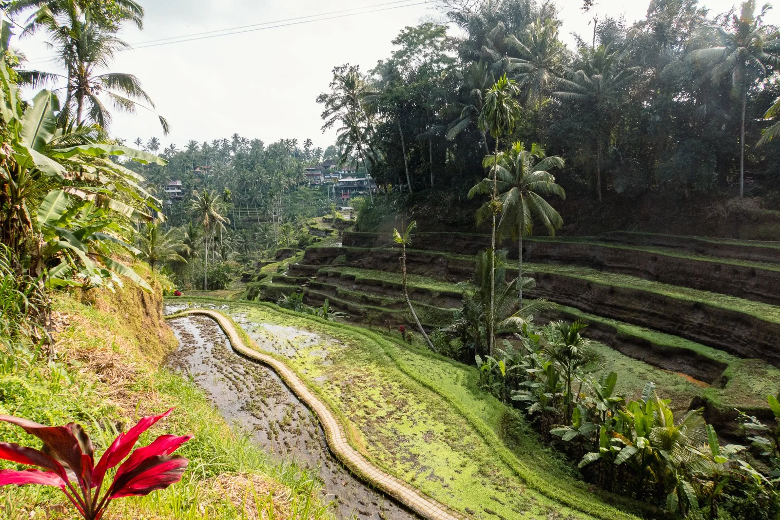 Rizières en terrasses verdoyantes entourées de palmiers, dans un paysage tropical.