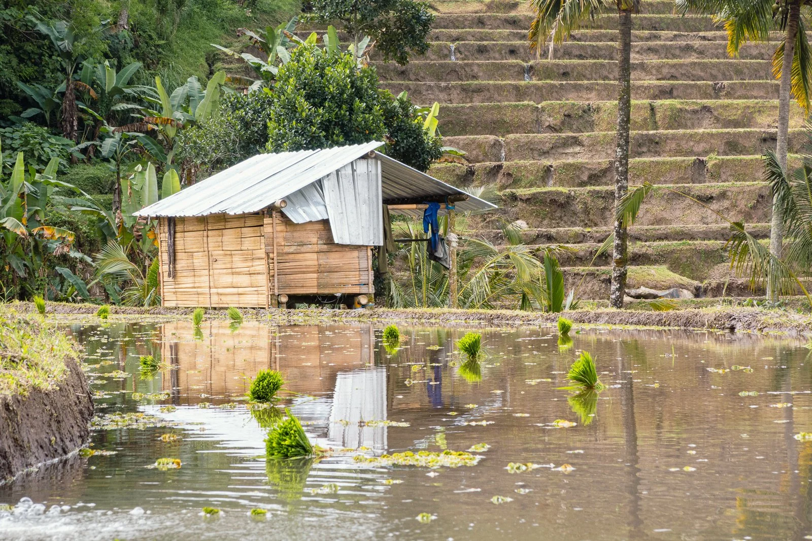 Petite maison en bois avec toiture en tôle située au bord d'un plan d'eau, entourée de végétation tropicale et de terrasses en contrebas.