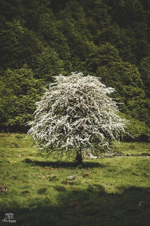 Arbre en fleur blanc dans un champ vert, forêt dense en arrière-plan.