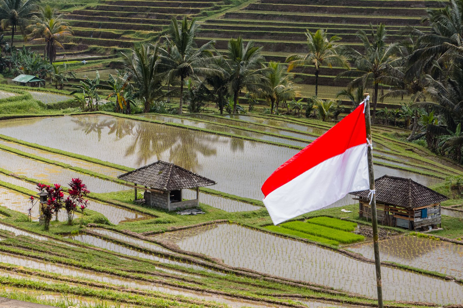 paysage de terrasses agricoles avec des rizières inondées et un drapeau d'Indonésie sur un mât, entouré de palmiers et de petites structures en bois.