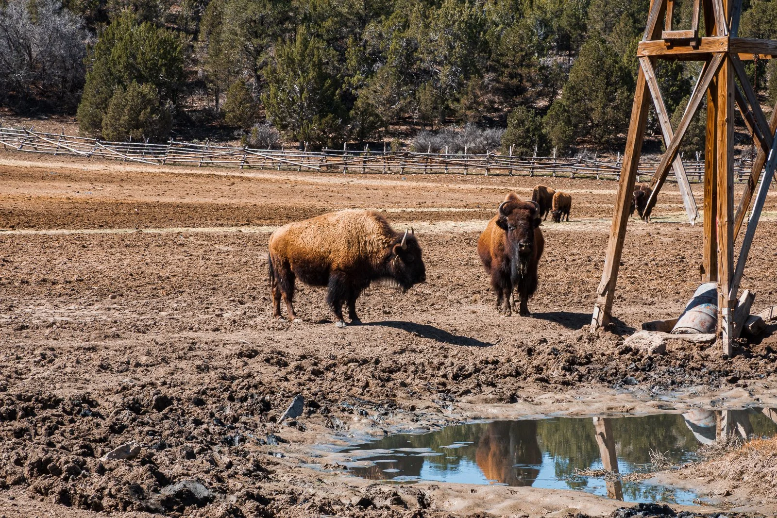 Troupeau de bisons dans un enclos avec un trou d'eau et un arbre en arrière-plan.