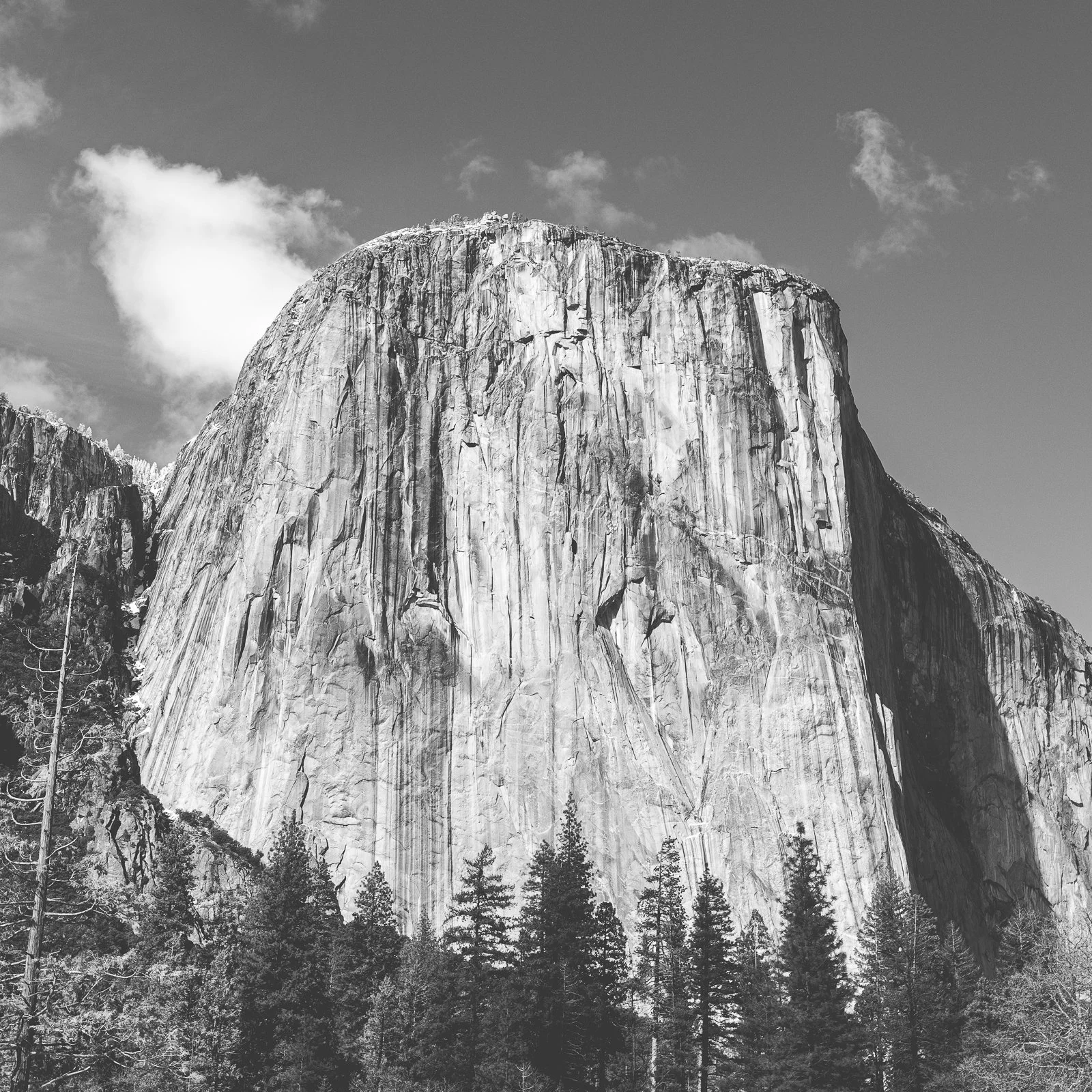 Photo en noir et blanc d'une montagne imposante avec des arbres en premier plan.