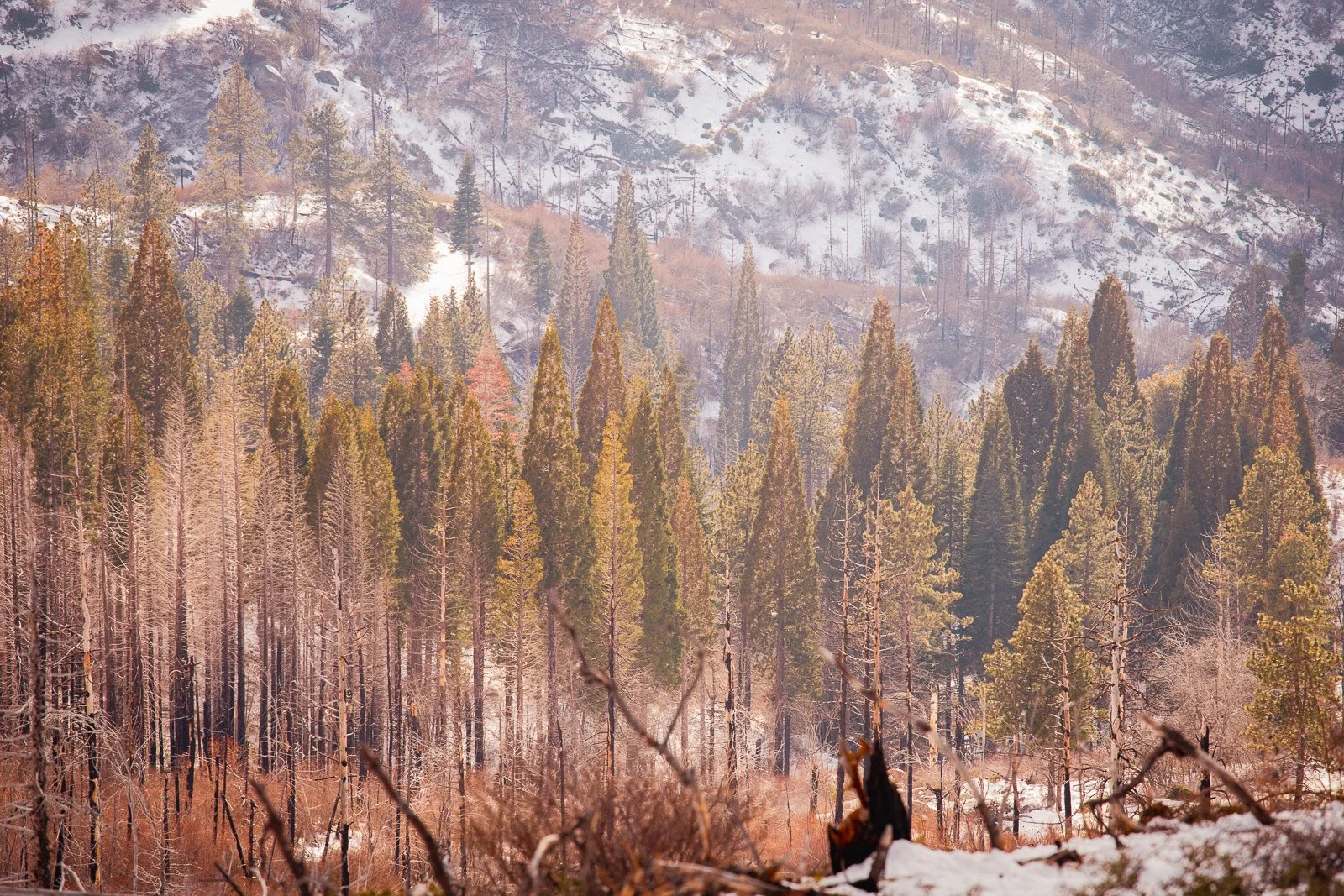 Forêt de conifères en hiver avec neige sur le sol, montagnes en arrière-plan dans un paysage naturel.