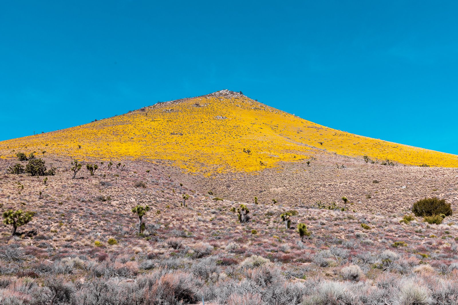 Montagne avec prairie jaune et végétation désertique sous un ciel bleu clair.