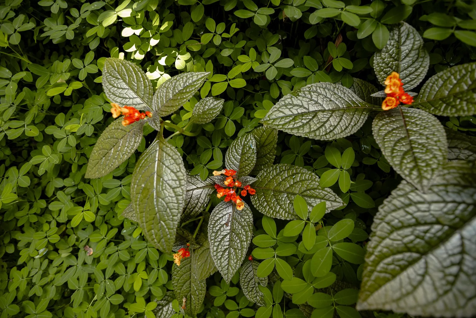 Feuilles vertes avec quelques petites fleurs orange.