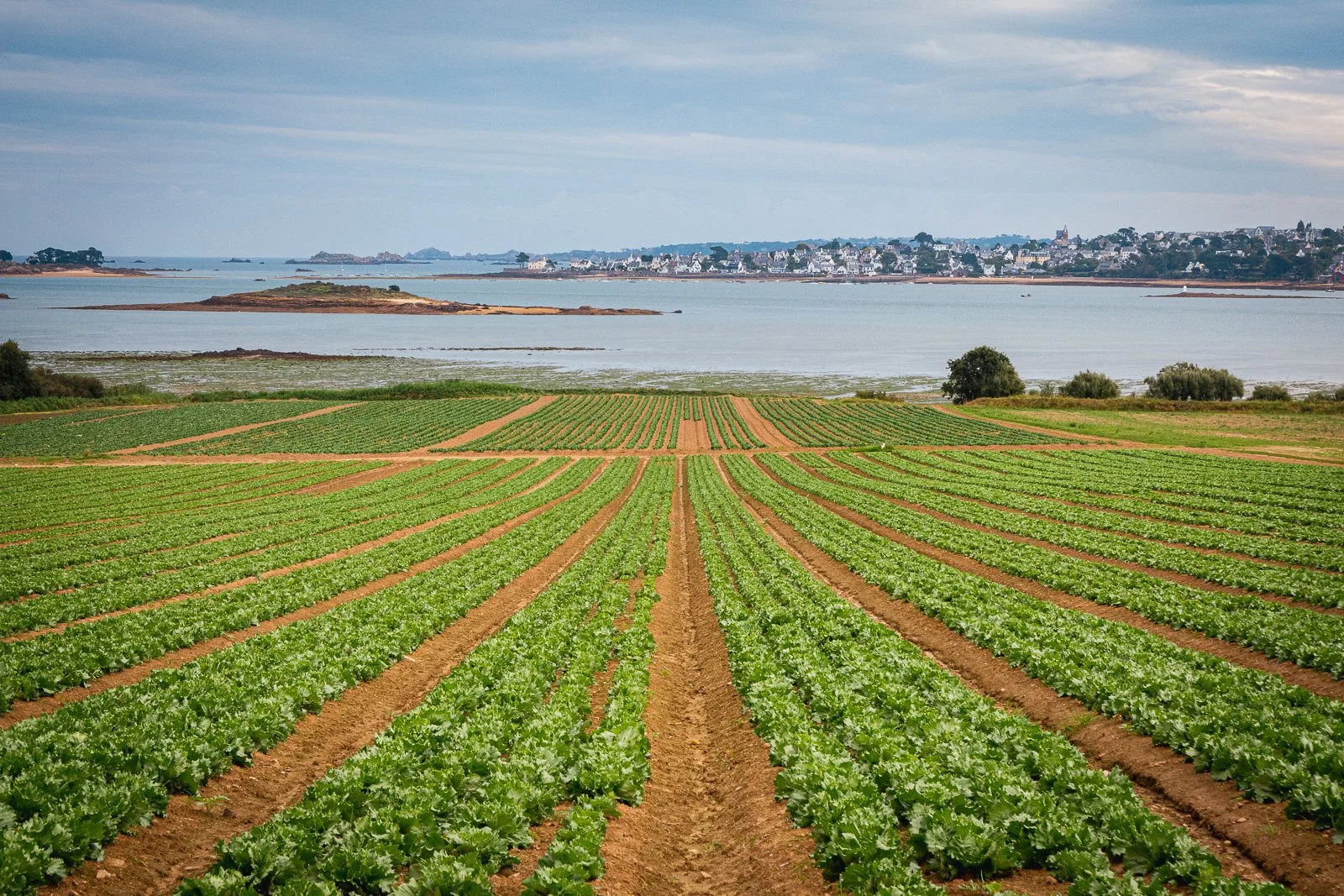 Culture maraîchère avec champs de laitue verts au premier plan, Rivière ou lac en arrière-plan, et ville ou village avec bâtiments résidentiels en arrière-plan sous un ciel partiellement nuageux.