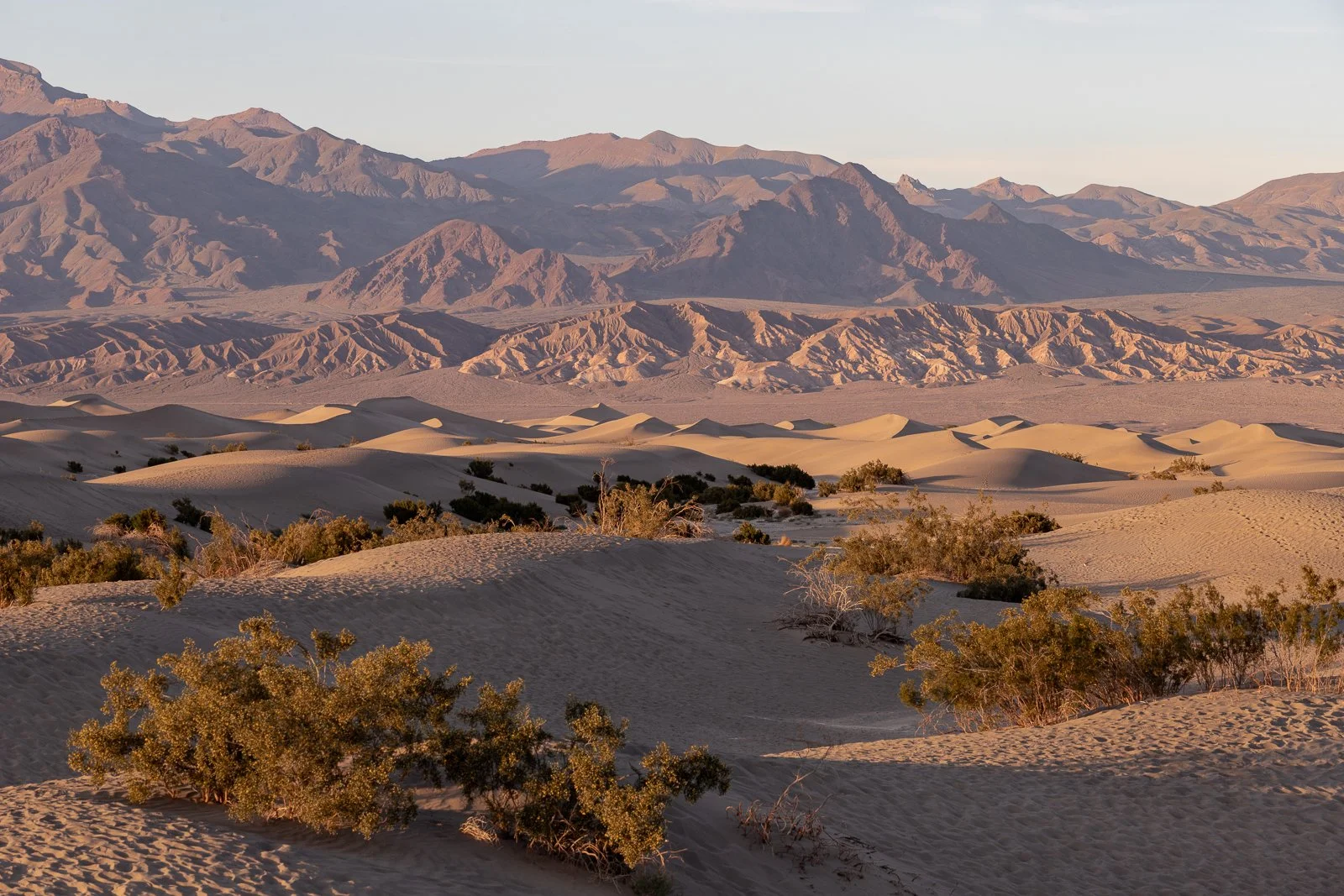 Dunes de sable dans un désert avec des montagnes en arrière-plan, quelques buissons dispersés au premier plan, sous un ciel clair.