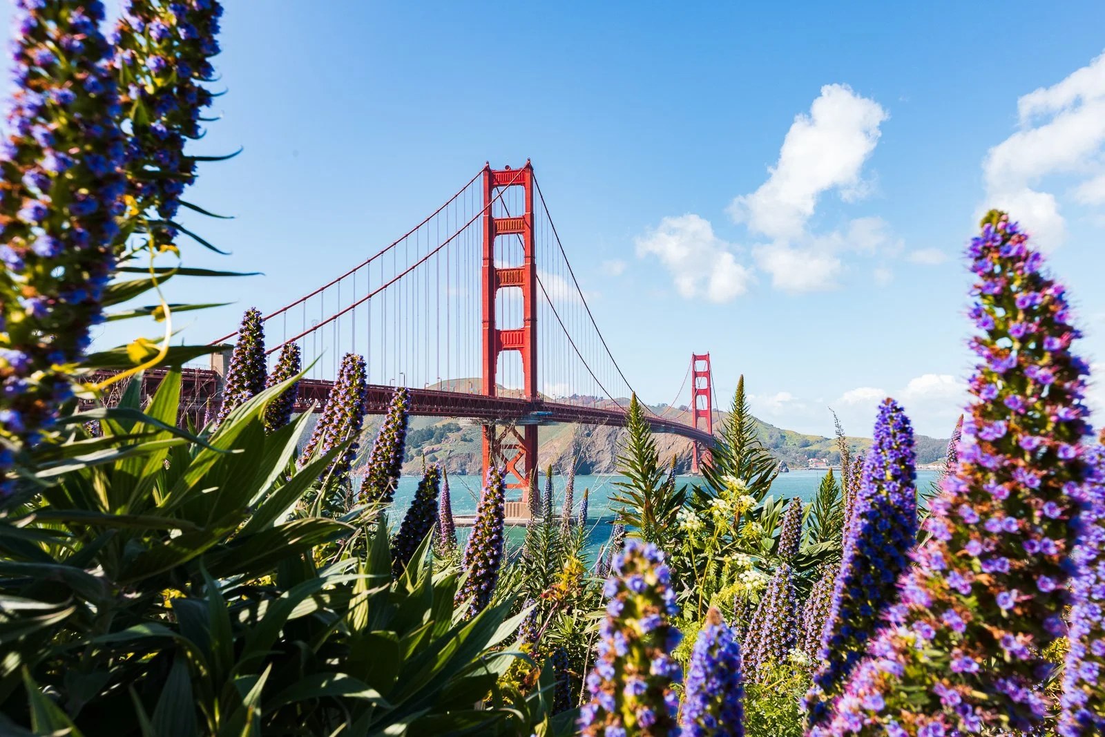 Le pont Golden Gate rouge vu derrière des fleurs violettes et vertes sous un ciel bleu avec quelques nuages.