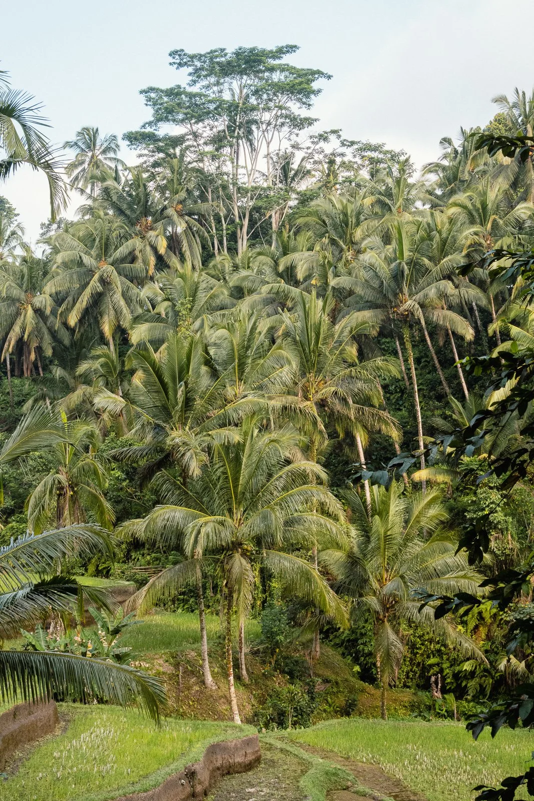 Paysage de forêt tropicale avec de nombreux palmiers et arbres verts.