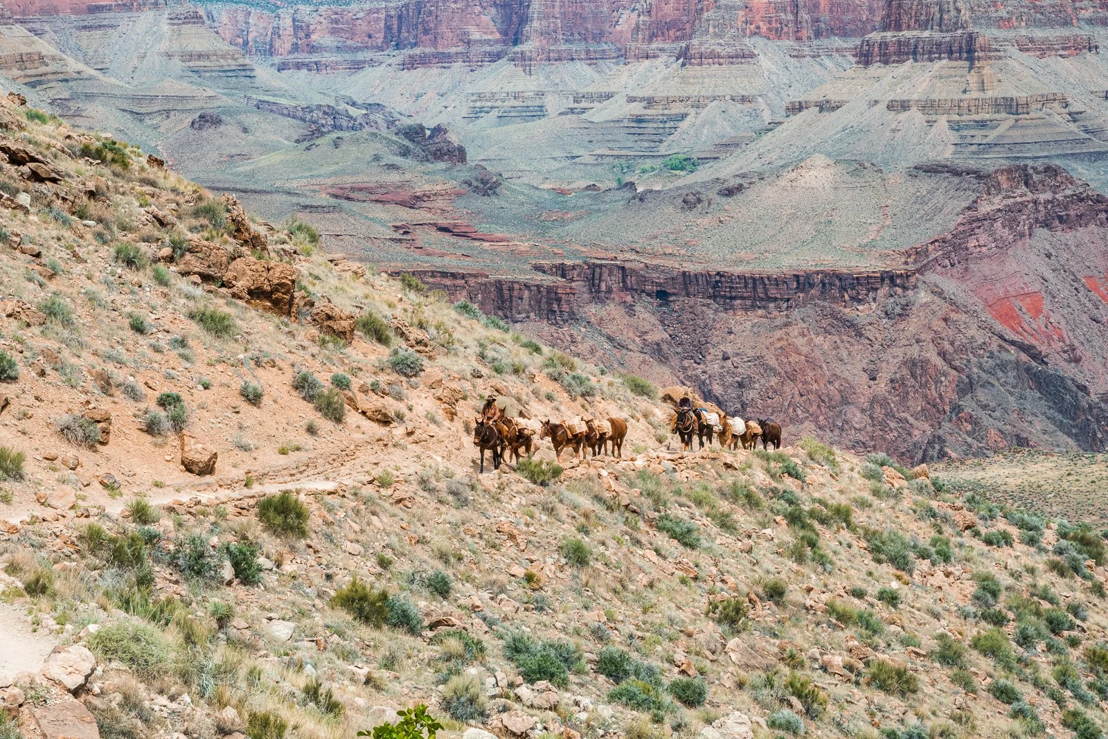 Une troupe de mules transportant des bagages traverse le Grand Canyon.
